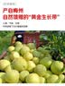 京鲜生云南西双版纳傣柚2粒装单果800-1000g 生鲜水果 源头直发包邮 实拍图