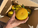 京觅江西赣南会昌桔柚 9斤净重黄金贡柚 甜橘子大果75mm+水果源头直发 实拍图