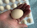 京鲜生【每日鲜蛋】无抗谷物鸡蛋30枚 3.18斤 当日产蛋 当日发货 实拍图