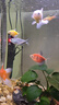 森森（SUNSUN）鱼缸加热棒自动恒温数显石英加温棒防爆水族箱加温器加热器 【升级离水断电】300W数显石英加热棒 实拍图