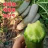 京硕果山东潍坊水果萝卜甜脆水果型潍县沙窝萝卜新鲜青萝卜 9斤 实拍图