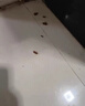 灭蟑螂药家用神器一锅端饭店非无毒全窝餐厅端杀蟑胶饵剂厨房胶饵 【1盒6枚】杀蟑胶饵 晒单实拍图