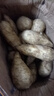 鸡蛋黄板栗红薯正宗广东潮汕现挖现发鲜香甜粉糯白皮黄心番薯地瓜 中果 5斤 实拍图