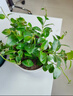 叹为观止18种吊兰任你选金边吊兰各种盆栽花卉客厅垂吊桌面植物净化空气 口红吊兰 含盆 实拍图