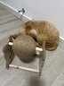HELLOJOY逗猫咪玩具自嗨解闷猫抓板幼猫爪板小猫抓球耐抓不掉屑耐磨猫爬架 实拍图