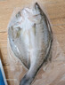 仙泉湖三去白蕉海鲈鱼1斤/条净膛冷冻刺少肉厚珠海特产500g生鲜年货食材 实拍图