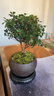 八芽 小叶赤楠盆景摆件室内绿植花卉盆栽老桩客厅办公室桌面好养植物 （【热销款】舍得紫砂盆赤楠+苔藓+底座） 实拍图