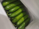 京鲜生 山东荷兰水果黄瓜 净4.5斤 单果70g+ 健康轻食早餐蔬菜 源头直发 实拍图