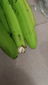 云南香蕉正宗新鲜青皮水果现摘薄皮软糯香甜鲜露生鲜特产 云南高山绿皮香蕉【软糯香甜】放置催熟后食用 带箱9斤 实拍图