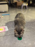 欢宠网猫薄荷球猫玩具猫咪磨牙自嗨解闷神器耐咬逗猫棒猫猫小猫幼猫宠物 实拍图