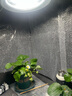 精忠报国植物补光灯大棚蔬菜花卉led室内绿植专用仿太阳全光谱园林生长灯 【仿太阳全光谱补光灯】白-30W 配3米灯头线 实拍图