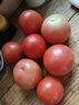 正宗攀枝花沙瓤西红柿露天生吃粉果番茄新鲜采摘非普罗旺斯西红柿 净重【小果50-80克】 1斤 实拍图