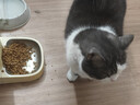 信元发育宝（SINGEN）美食森林成猫粮8kg 英短美短加菲通用型全营养宠物主粮16斤 DC30 实拍图