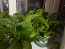 双盟绿萝盆栽除甲醛花卉绿植办公室新房净化空气180加仑2盆装源头直发 实拍图