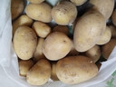 山东土豆新鲜现挖2025新土豆农家马铃薯黄皮黄心大包装健康即食 黄心土豆小果 9斤(净重) 实拍图