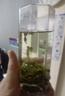 文新绿茶2025新茶实惠便携装信阳毛尖一级25g罐装 实拍图
