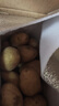 京鲜生山东新鲜小土豆净重3斤单果100g以上 现挖黄心马铃薯蔬菜源头直发 实拍图