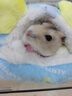 宠尚天 仓鼠棉窝兔子保暖小棉窝刺猬房子松鼠冬天过冬用品屋子棉花睡袋 星星保暖窝 小号10*10cm蓝 实拍图