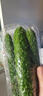 【水果菜】紫溪山嫩黄瓜约550g 实拍图