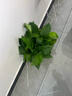 双盟绿萝盆栽除甲醛花卉绿植办公室新房净化空气180加仑4盆装源头直发 实拍图