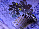 【2卷装】绑好的鱼线主线组套装成品台钓方便钓鱼线组垂钓渔具用品 3米6【2卷装】 1.5号 实拍图