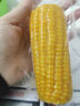 当季新货头茬东北黄甜糯玉米棒真空包装低脂黄糯大棒甜东北黏苞米 黄糯玉米【120-160克】3根 实拍图