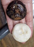 味果生广西荔浦马蹄荸荠当季新鲜水果地梨地栗荸荠果现摘农家自种整箱 9斤大果【15-20/斤】 实拍图