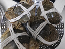 【活蟹】乾澄大闸蟹现货公蟹4.5两母蟹3.5两 4只2对 特大鲜活螃蟹河蟹海鲜礼盒源头直发 实拍图