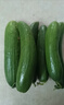 京喜加新鲜无刺水果小黄瓜小青瓜脆甜荷兰脆嫩生吃黄瓜蔬菜 泡沫箱装 4斤 实惠装 实拍图