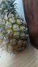 正宗海南金钻凤梨新鲜水果当季树上熟芒果凤梨【催熟食用】 净重4.5斤大果（2-3个）单果1.8斤起 实拍图