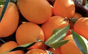 逮果重庆奉节脐橙纽荷尔春橙福本特级大果礼盒装时令新鲜孕妇水果橙子 精选5斤大果【JD/顺丰】 实拍图