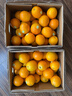 褚橙旗下云冠橙褚时健励志橙子云南冰糖橙10斤礼盒当季新鲜水果 云冠橙特级XL10斤礼盒【26个左右】 实拍图