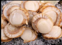 冰鲜虾夷扇贝肉 200g 实拍图