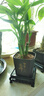 富贵竹盆栽植物室内净化空气绿植荷花竹办公室桌面四季好养小盆栽 荷花竹+节节高升盆+方底座【1盆】 盆口直径约8cm 实拍图