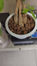 史丹利大号陶粒垫底养花专用花盆铺面多肉花卉种花陶土颗粒园艺陶粒土5L 实拍图
