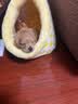 憨憨宠狗窝猫窝冬季保暖小型犬狗狗睡垫封闭式宠物窝狗垫子 小号36*25*22cm【建议6斤内宠物】 实拍图