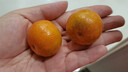 京鲜生 正宗广西砂糖橘净重4.5斤 单果35-55mm 年货精品果 源头直发包邮 实拍图