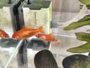 金鱼草金鱼观赏鱼冷水好养耐活小鱼苗锦鲤 5-7cm 红草金买1条送1条（加备损） 实拍图
