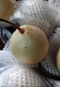 河北鸭梨新鲜10斤应当季水果现摘正宗水晶酥白梨雪梨整箱包邮梨子 净重5斤尝鲜小果 实拍图