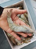 百年渔港海捕对虾超大盐冻只只分离白虾  30-40规格 净虾重4斤 60-80只 实拍图