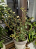 美乐棵植物营养液磷酸二氢钾花肥兰花月季水培花卉绿植发财树营养液肥料 浆果型500ml 实拍图