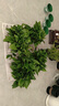 双盟绿萝盆栽除甲醛花卉绿植办公室新房净化空气180加仑4盆装源头直发 实拍图
