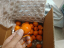 京鲜生 砂糖橘/砂糖桔 净重2斤 生鲜年货水果  实拍图
