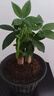发财树盆栽大植物室内办公室桌面客厅小盆景招财树苗绿植花卉盆栽 三杆发财树 5-8cm【随机古风盆】 【送肥料】 实拍图