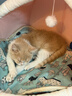 迪普尔 宠物电热毯猫用加热垫狗狗宠物取暖猫咪取暖器热垫暖垫保温垫* 9档调温定时款（45*45cm） * 实拍图