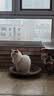 优瑞派猫粮幼猫成猫美短英短蓝猫布偶加菲猫专用流浪猫全价猫粮鱼肉味 经典猫粮鱼肉味鱼肉味丨3斤 实拍图