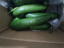 水果黄瓜无刺减肥好搭配可即食生鲜蔬菜 【优选】 2斤 带箱 实拍图