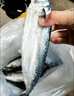 东海野生青占鱼新鲜海捕速冻鲐鲅鱼青花鱼深海海鲜水产马鲛鱼海鱼 野生海捕青占鱼3-4条一斤 8斤 囤货款 品质保障 实拍图