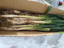 山东大葱新鲜9斤装甜葱铁杆大葱非章丘长白毛葱蘸酱嫩葱饭店批发 铁杆大葱【带脏皮去半叶】 5斤 实拍图