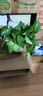 双盟绿萝盆栽除甲醛花卉绿植办公室新房净化空气 120款10盆源头直发 实拍图